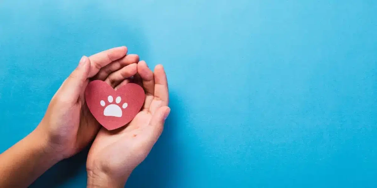 Traveling with your pet: Everything you need to know for a comfortable journey