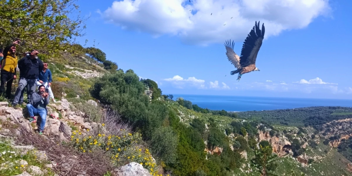 We join forces with the “Alkyoni” wildlife care center and bring hope!