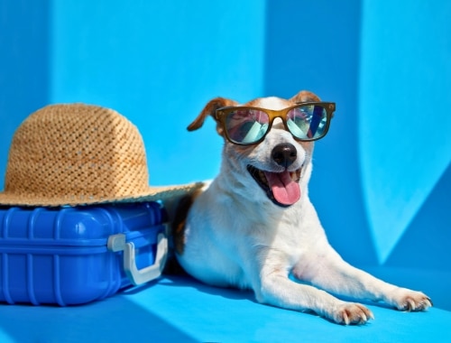 A dog wearing sunglasses ready to travel by ship.
