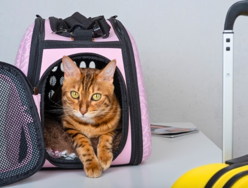 A cat in a carrier ready to travel